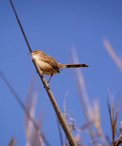 צילומי ציפורים - רוני בורלא